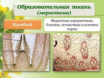 Какой признак не характерен для покровной ткани