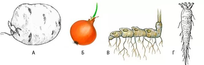 Подземные метаморфозы побега клубень картофеля. Видоизменения органов. Органов растений является видоизменённым корнем?. Видоизмененные побеги без подписей. Что относится к видоизмененным корням биология 6