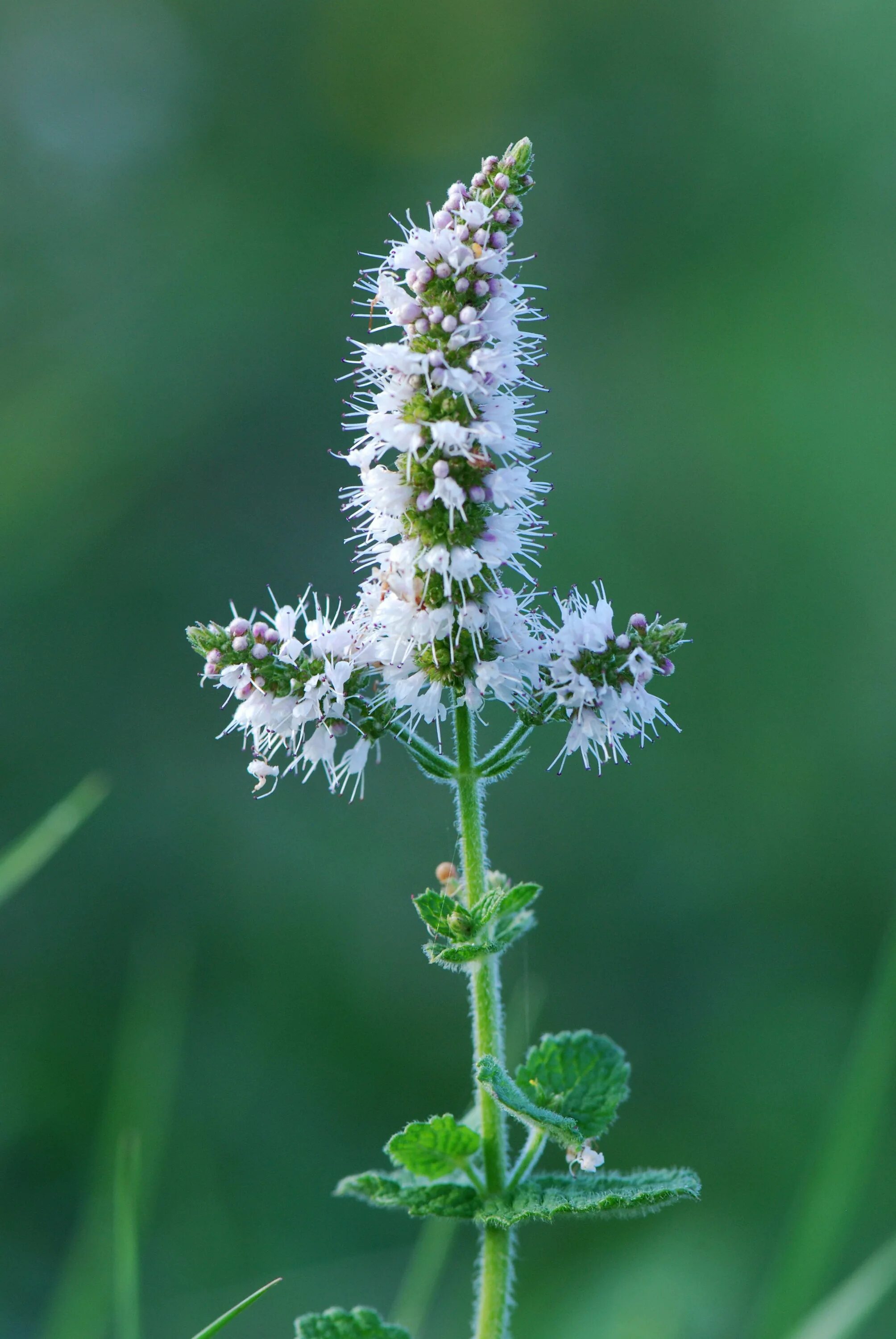 Мята ароматная. Мята круглолистная Mentha suaveolens. Морина длиннолистная. Мята душистая. Мята цветение.