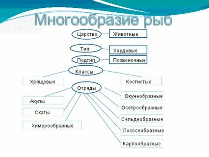 Классификация животных рыбы
