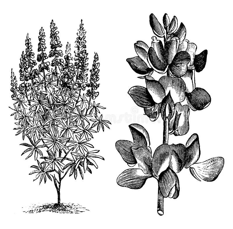 Люпин многолистный строение. Lupinus mutabilis. Люпин строение растения. Люпин гравюра.