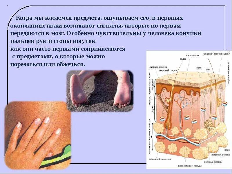 Органы чувств человека осязание. Органы осязания у человека. Осязание картинки для презентации. Как выглядит орган осязания. Какие рецепторы участвуют в осязании