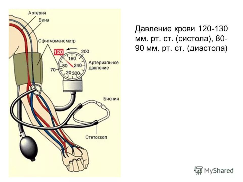 Верхний показатель давления крови. Артериальное и венозное давление норма. Верхнее артериальное давление. Ад артериальное давление. Какова зависимость изменения давления крови