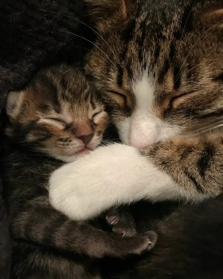Милые котята с мамой кошкой. Котята с мамой. Котята с мамой. Кошка с котятами. Мама кошка и котенок.