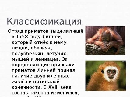 Систематика шимпанзе
