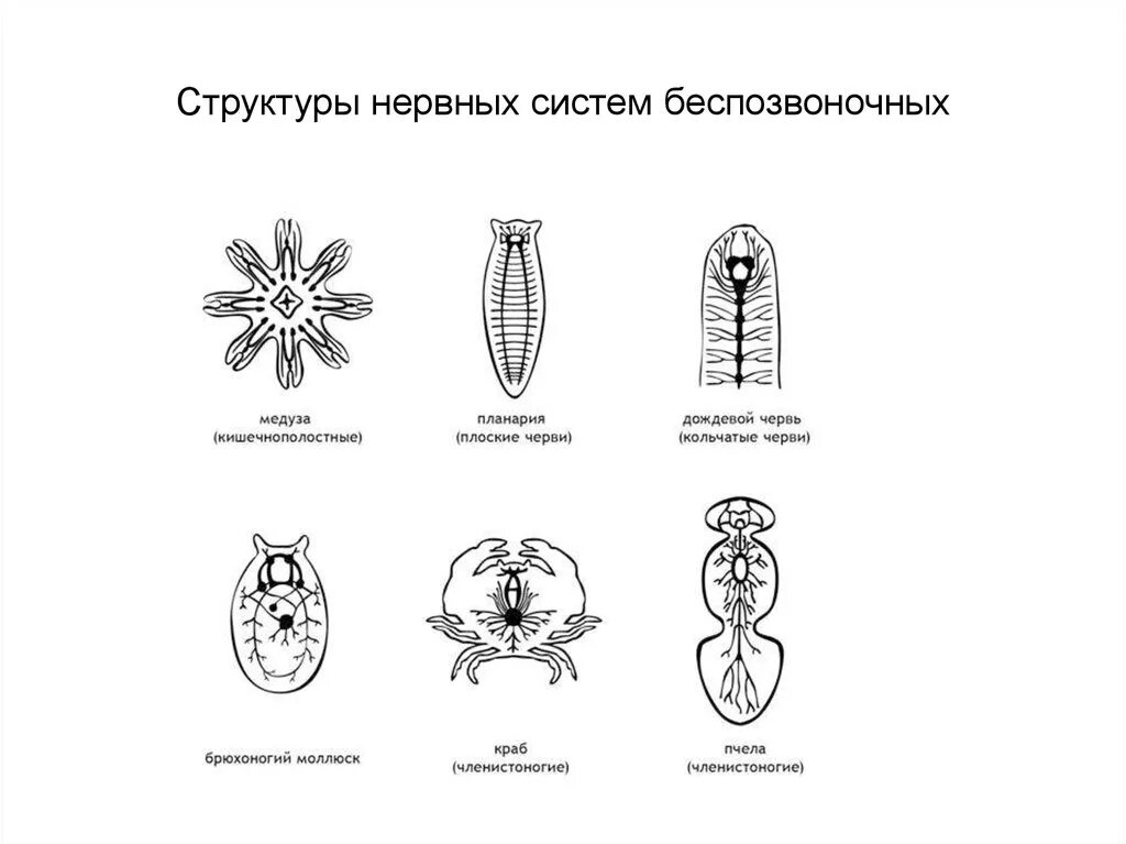 Схемы строения нервной системы беспозвоночных животных. Эволюция нервной системы беспозвоночных. Основные типы нервных систем животного.. Эволюция нервной системы беспозвоночных таблица. У каких беспозвоночных животных нервная система образована