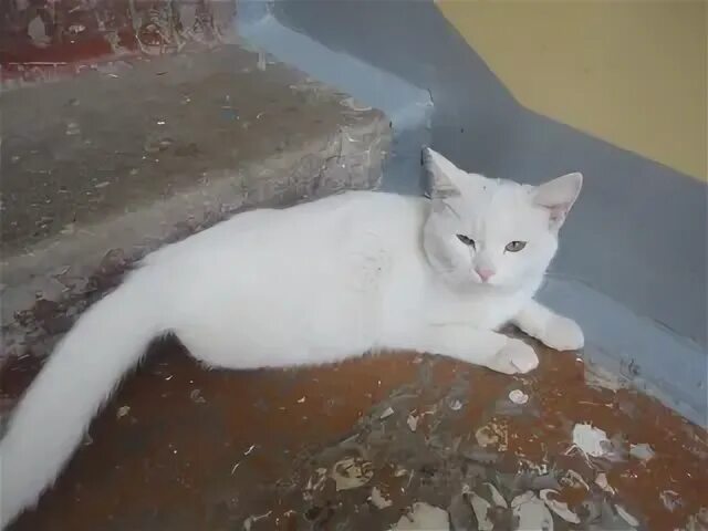 Найти белую кошку