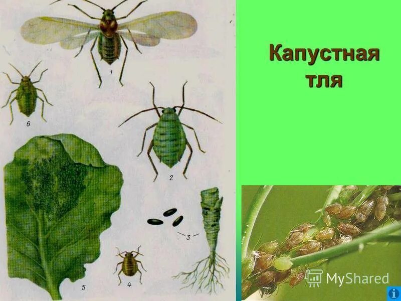 Определите тип развития насекомых капустная тля. Капустные вредители тля. капустная тля развитие. стадии развития тли. вредители сельскохозяйственных культур тля.