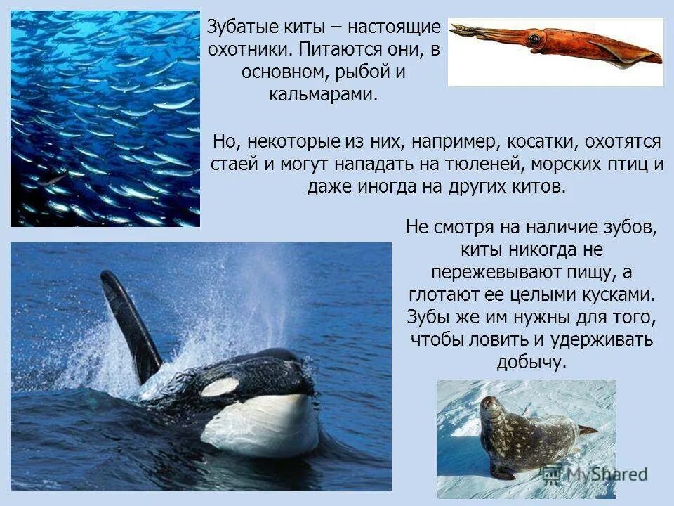 Кит какой класс. Китообразные зубатые представители. китообразные зубатые киты представители. китообразные зубатые характеристика. характеристика китов.