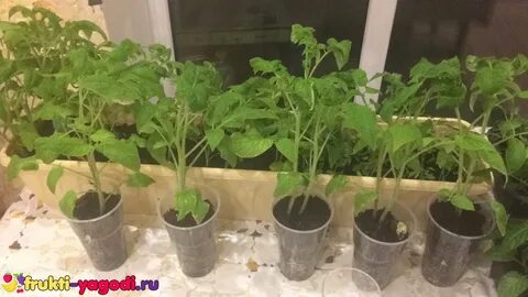 Рассада из покупных помидоров