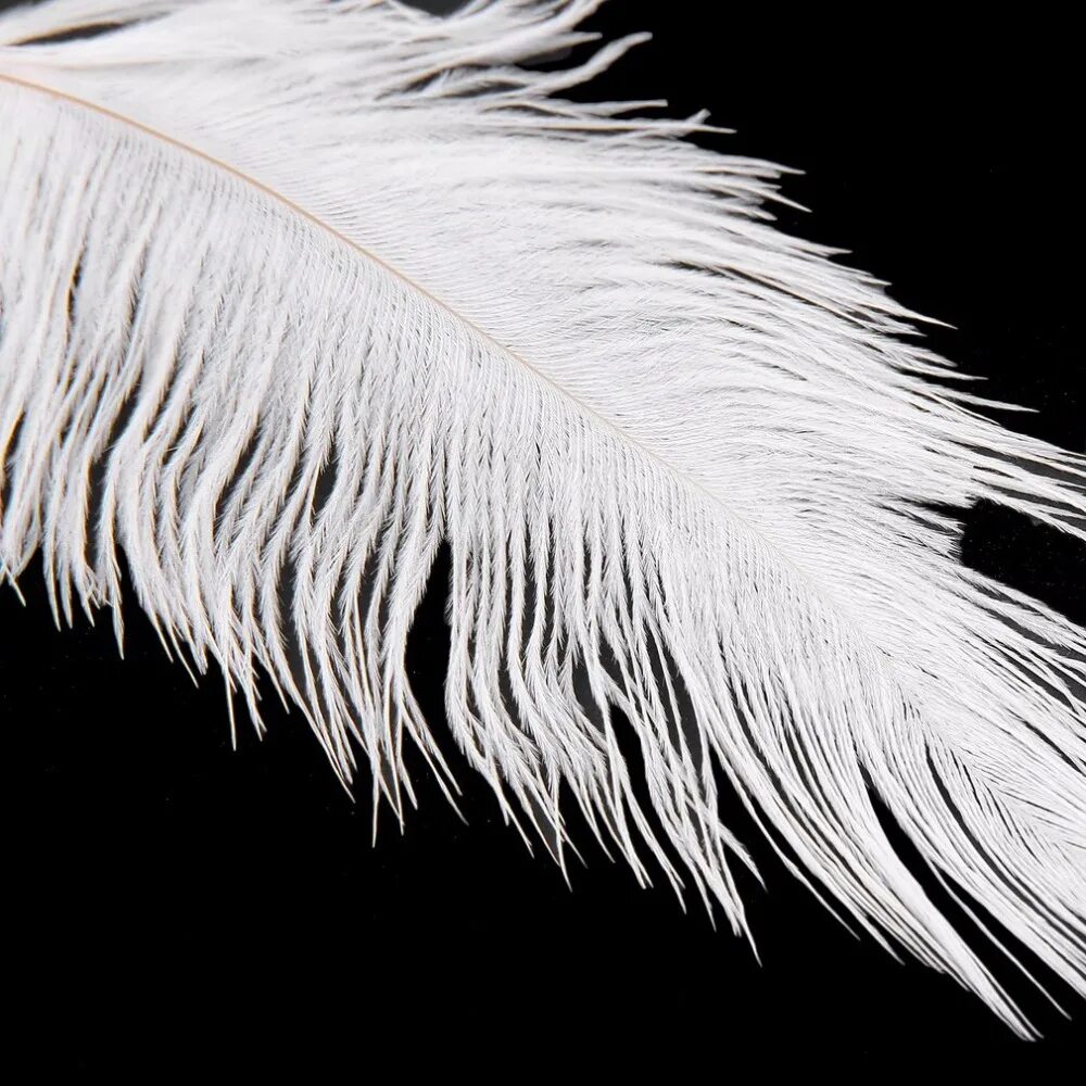 белое перо. перья птиц. перо длинное белое. длинные перья. ручка страусиное белое перо.