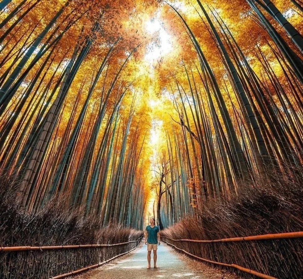Journey around. Бамбуковый лес осенью. Потрясающий день. Удивительное рядом картинки. Изумительный Кадр! Природы.