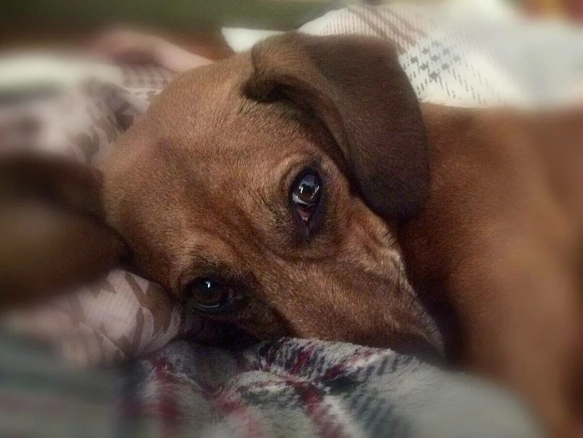 Собака плачет. Щенок заплакал. Плачущая собака. Плачущий чихуахуа. Собака плачет.