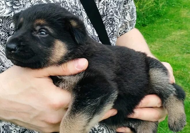 Авито ставропольский край щенки немецкой. Немецкая овчарка авито. Вислоухая овчарка. Овчарка 2 месяца девочка. Щенок овчарки уход питание.