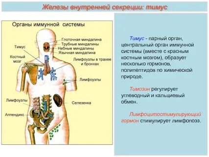 Гормональная железа
