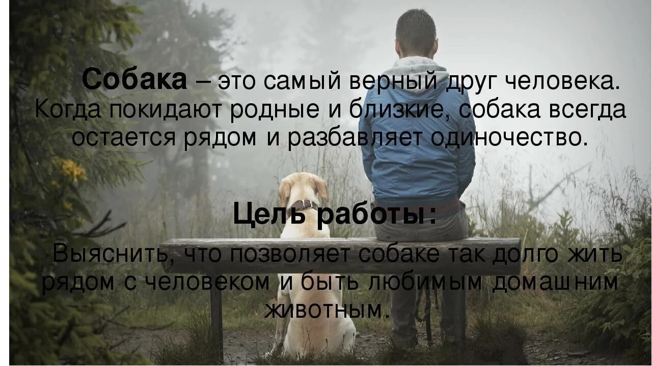 Почему собаки лучше людей. Верный друг человек. Собака друг человека цитаты. Самый лучший друг человека. Собаки лучше людей.