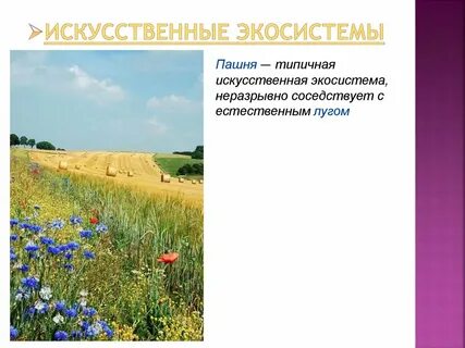 Искусственные экосистемы 9 класс конспект
