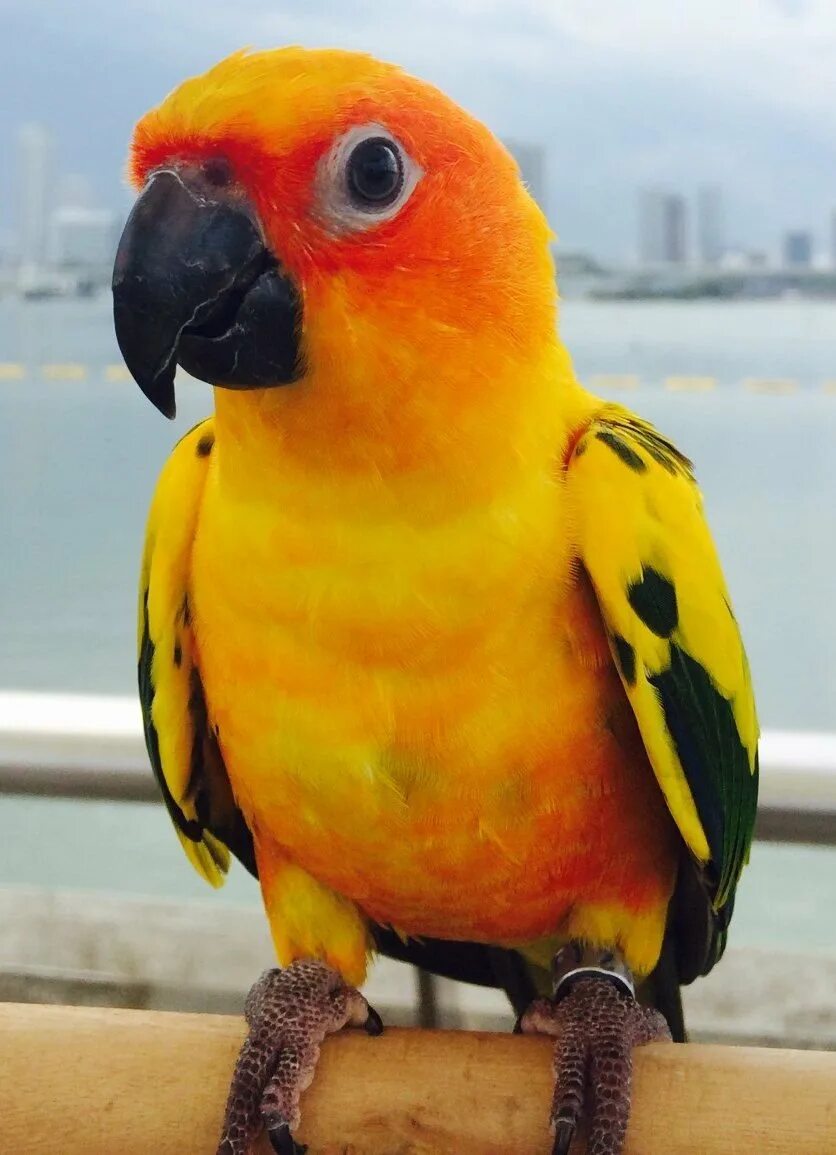 Какаду оранжевый. Попугай аратинга желтый. Попугай аратинга красный. Аратинга оранжевый попугай. Синелобая аратинга.