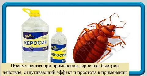 Какой запах отпугивает клопов в квартире
