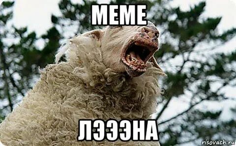 Овца мем