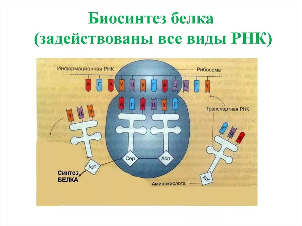 Т рнк синтезируется. Схема синтеза белка в рибосоме. Схема синтеза белка в рибосоме трансляция. Трансляция Биосинтез белка на рибосоме. Синтез белка ДНК МРНК.