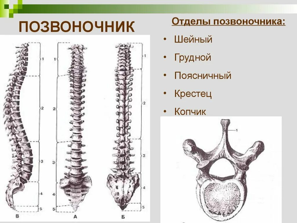 Грудной отдел позвоночника это. Отделы позвоночника. Позвонки грудного отдела позвоночника. Шейный грудной и поясничный позвонки. Строение позвоночника и копчика.