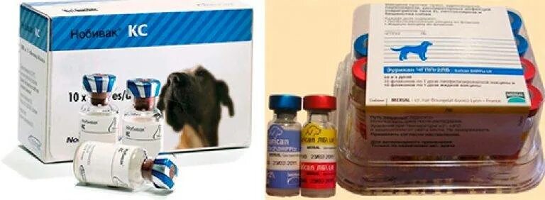 Нобивак где сделать. Вакцина для собак Nobivac. Нобивак 8. Нобивак собаки болезни. Нобивак или Эурикан для щенков первая прививка.