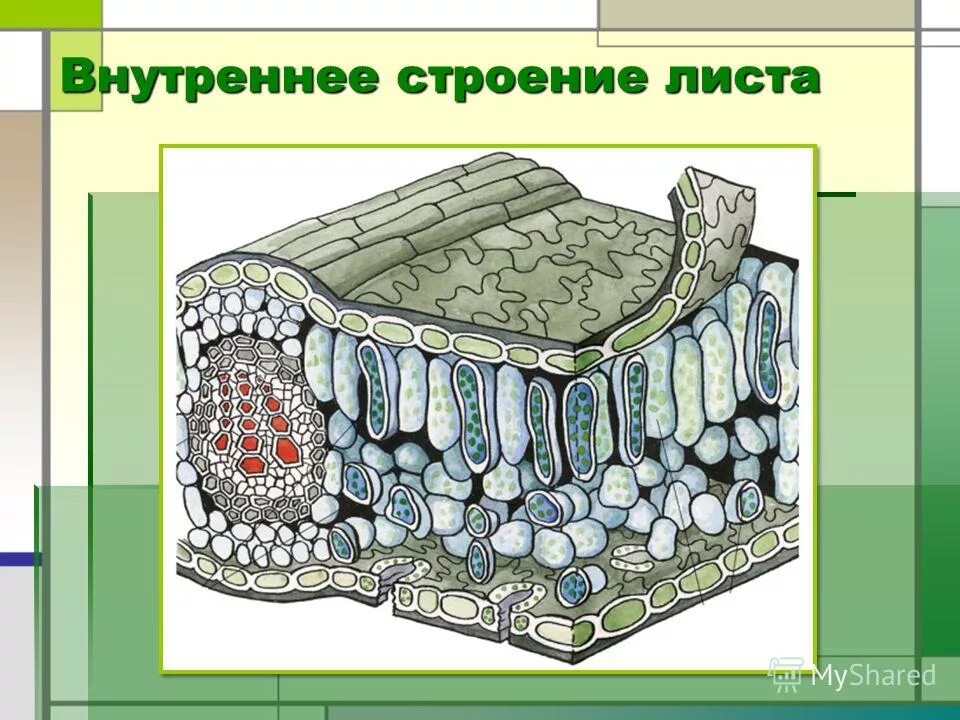 Строение листа рисунок. Фотосинтезирующая ткань мякоть листа. Внутреннее строение листа. Внутреннее строение аиста. Внутренне строение листка.