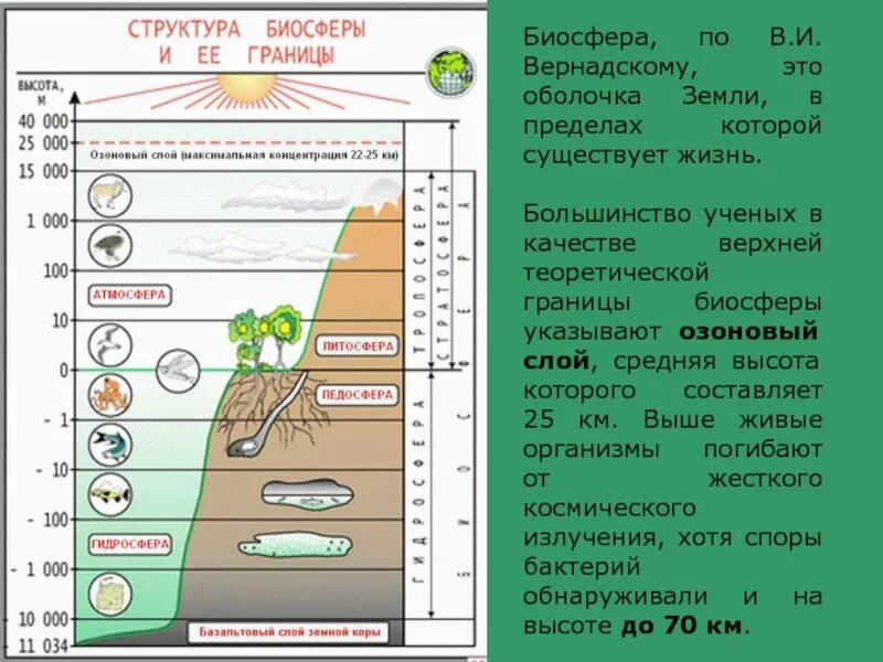 Биосфера – слои жизни в биосфере. Границы биосферы схема. Granisi biosferi. Границы биосферы биология. Где проводят верхнюю и нижнюю границу биосферы