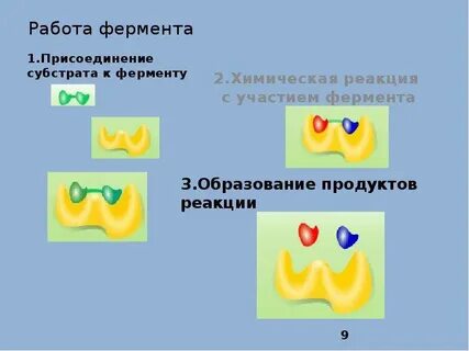 Лабораторная работа ферменты биологические катализаторы