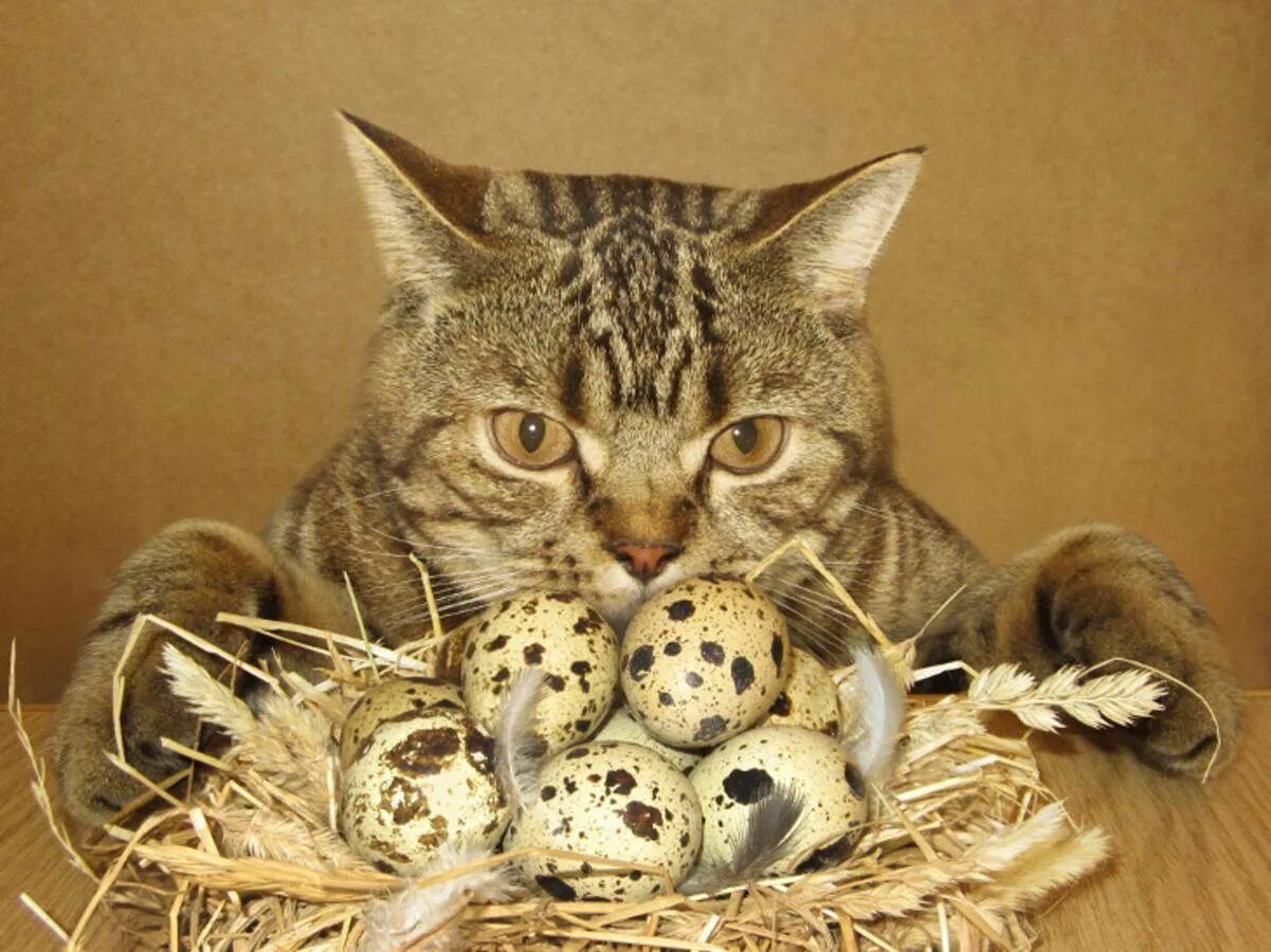 Кошка и овощи. Милые котята и хомячки. Можно ли кошечек. Плюсы и минусы кота. Котик с едой.