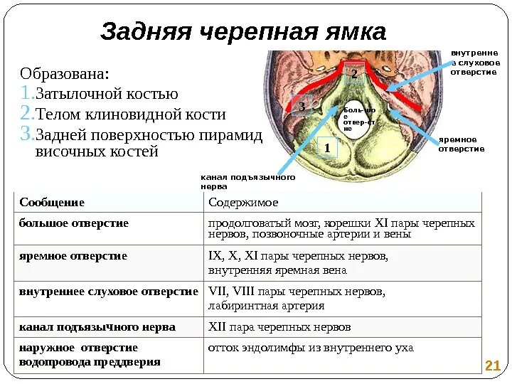 Череп анатомия задняя черепная ямка. Черепные ямки (передняя, средняя и задняя) содержаться:. Черепные ямки границы отверстия содержимое. Задняя черепная ямка отверстия и их содержимое. В кости есть мозг