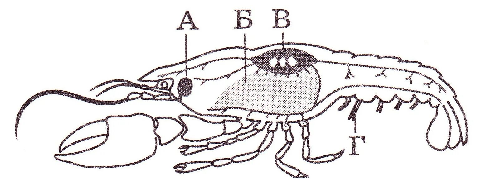 Американский плоскоухий членистоногие когтеступ. Членистоногие выделительная система. Выделительная система ракообразных. Мальпигиевы сосуды у ракообразных. Личинки ракообразных.