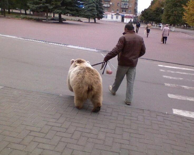 Мем человек на поводке. Медведь на улице. Медведь на поводке.