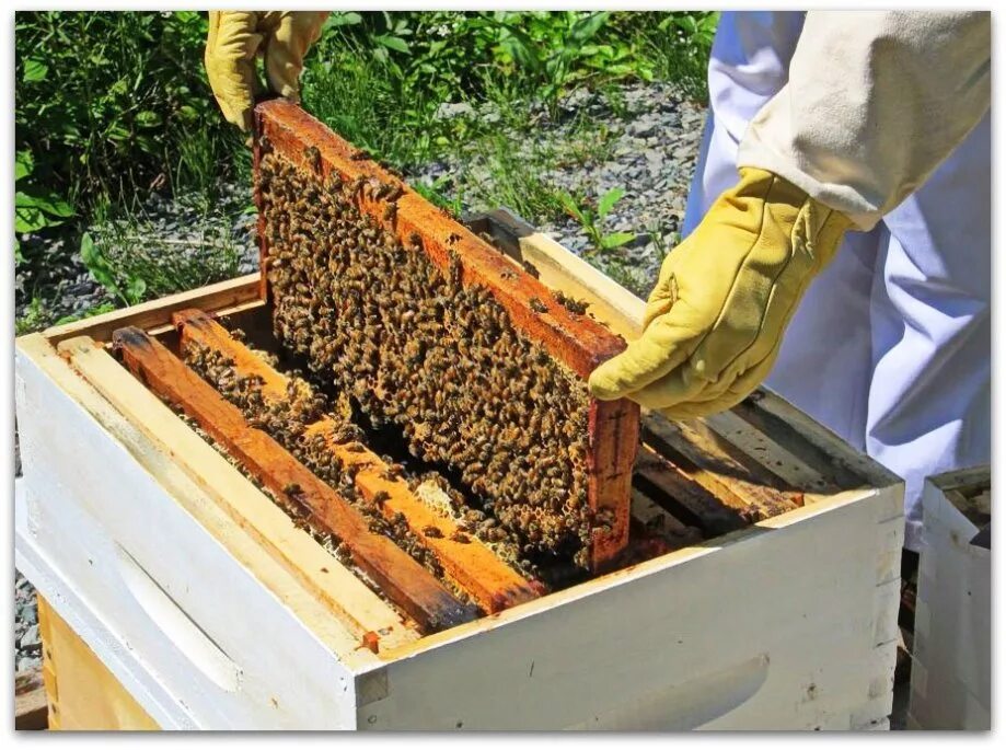 Подготовить пчел