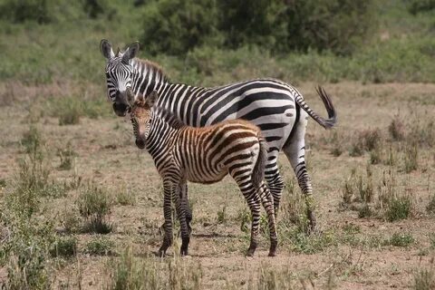 Zebra am