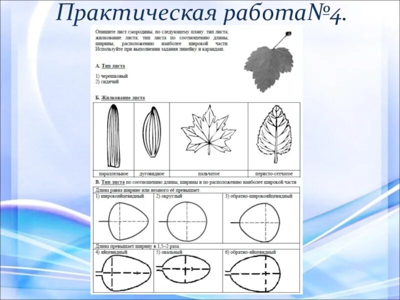 Рассмотрите фотографию листа. Лист: форма листовой пластинки у смородины. Тип жилкования листа смородины. Лист смородины форма листа жилкование. Форма листовой пластинки у смородины.