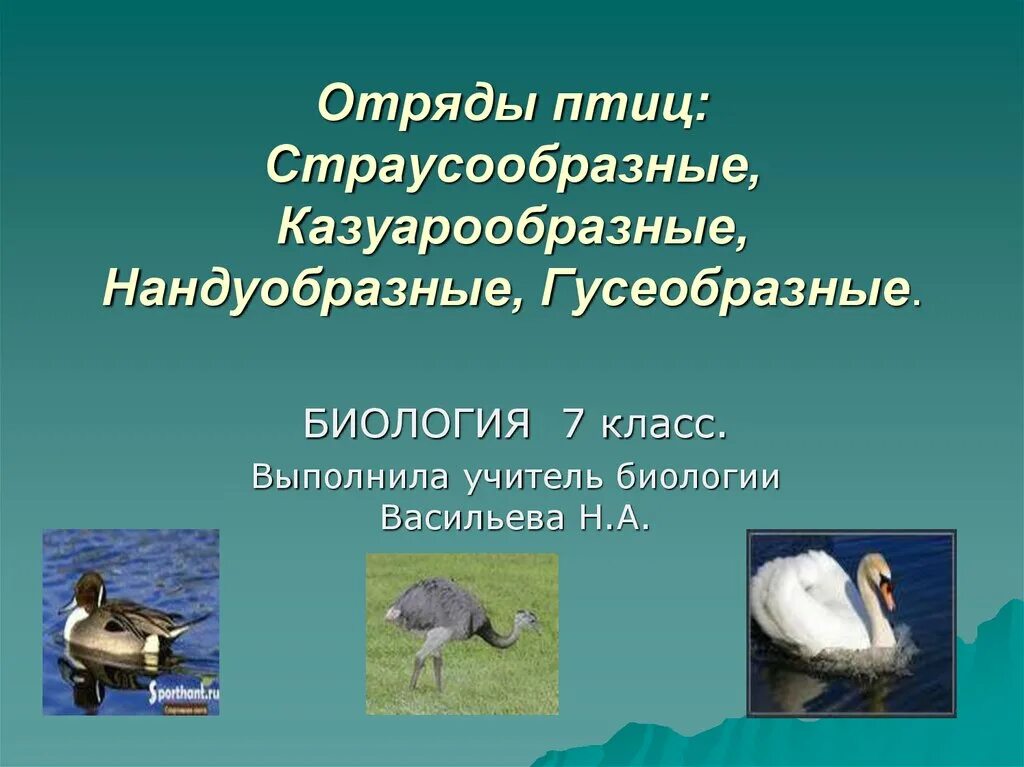 9 отрядов птиц. Отряды птиц презентация 7 класс биология. Отряды птиц отряд Гусеобразные. Отряд Нандуобразные презентация. Отряд птиц Казуарообразные.