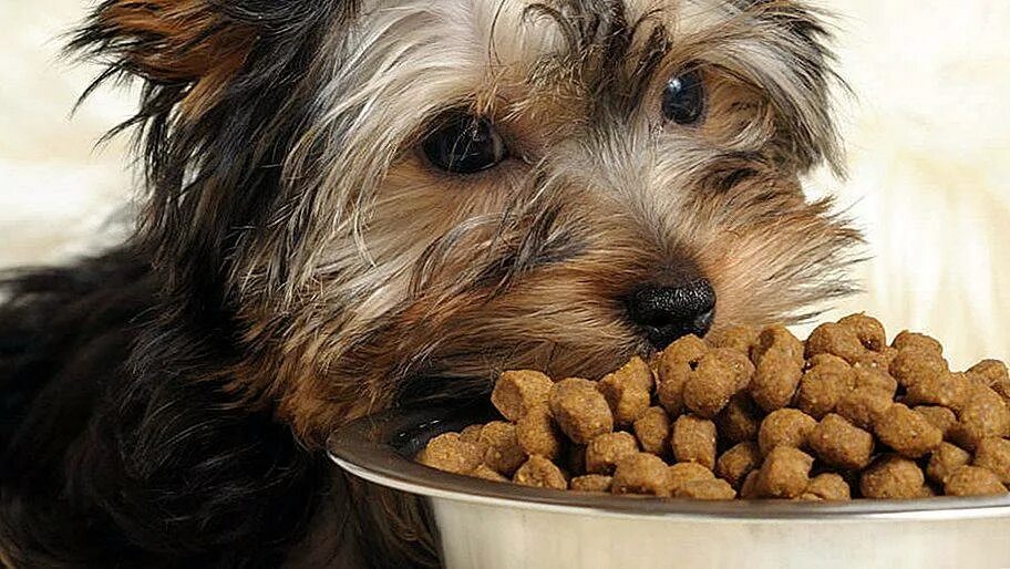 Миска для собак. Корм для собак йоркширский терьер. Йоркширский терьер стандарт. Йорш терьер. Корм для йорков.
