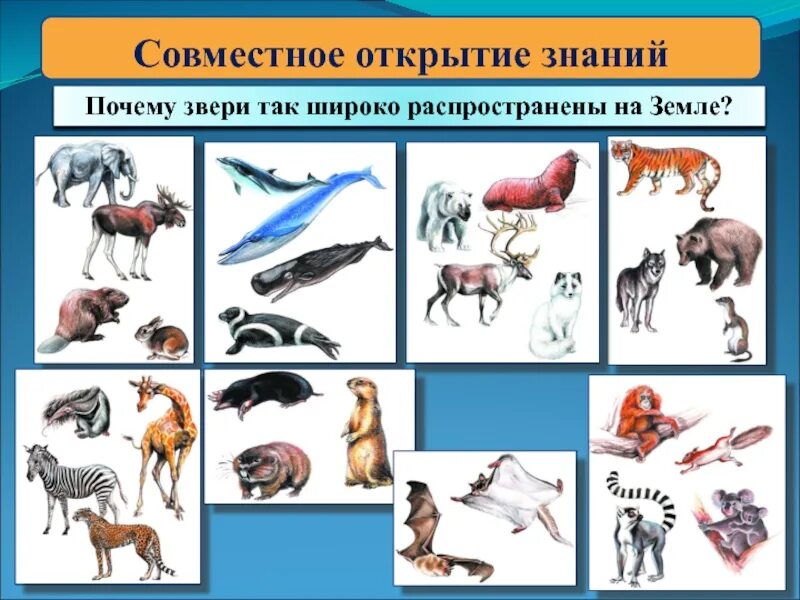 Почему животные разные. Окружающий мир млекопитающие. млекопитающие животные список. представители вида животных. разные классы животных.