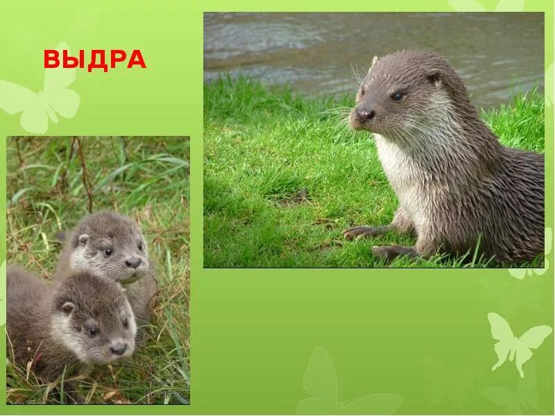 Выдра класс животных. Выдра красная книга. выдра окружающий мир. выдра из красной книги.
