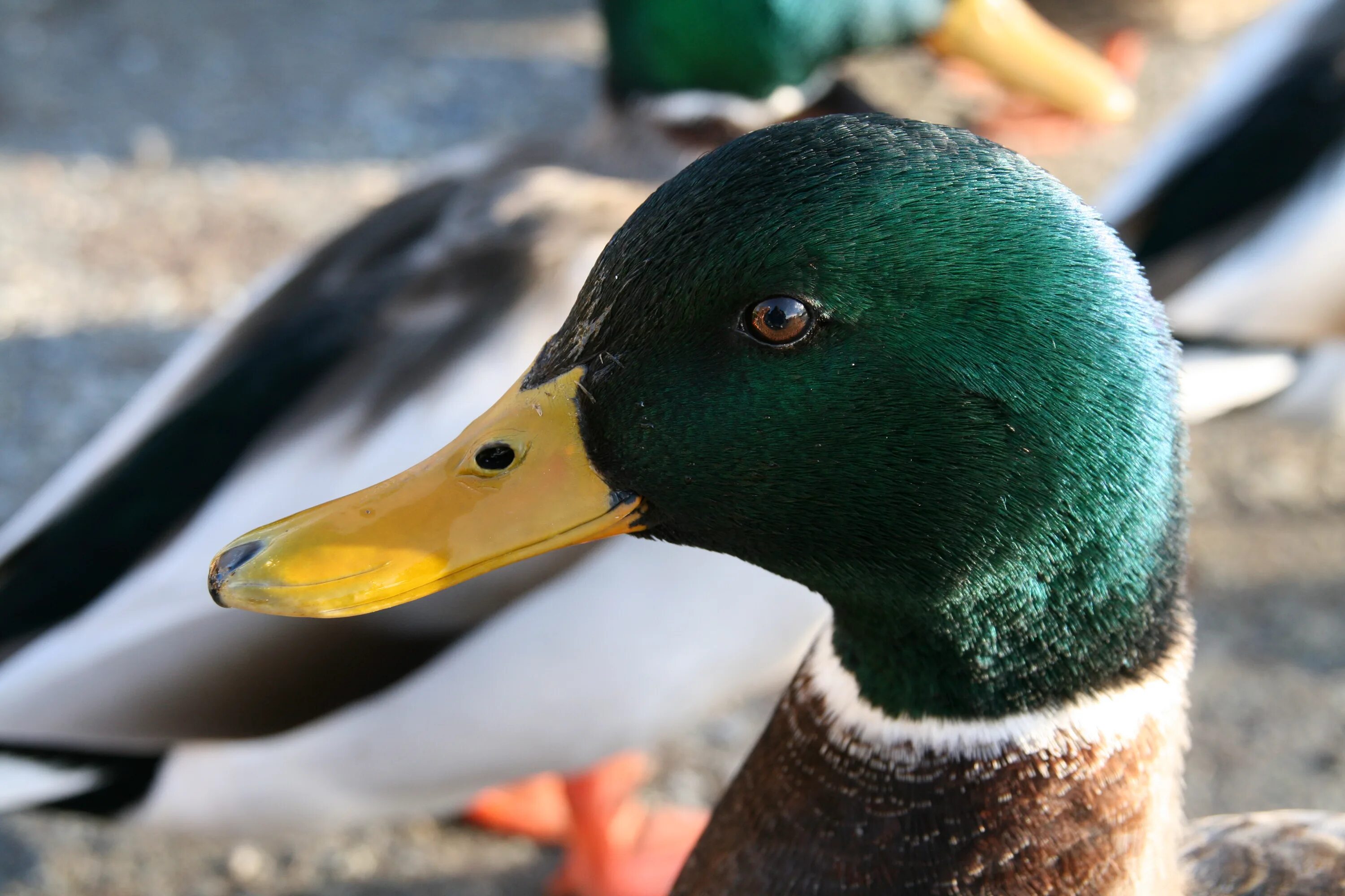 Duck up