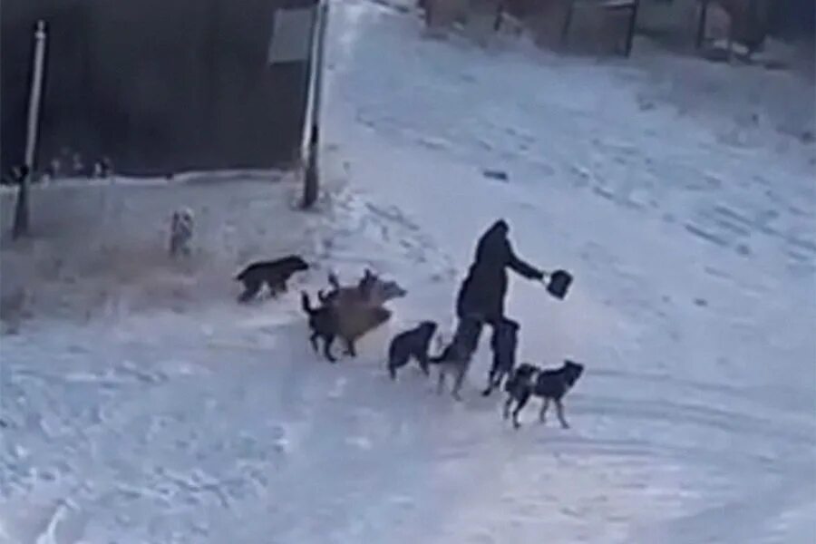 Нападение холодно. Бродячие собаки загрызли женщину в Якутске. В Якутске стая собак загрызла женщину. Бродячие собаки Якутия.