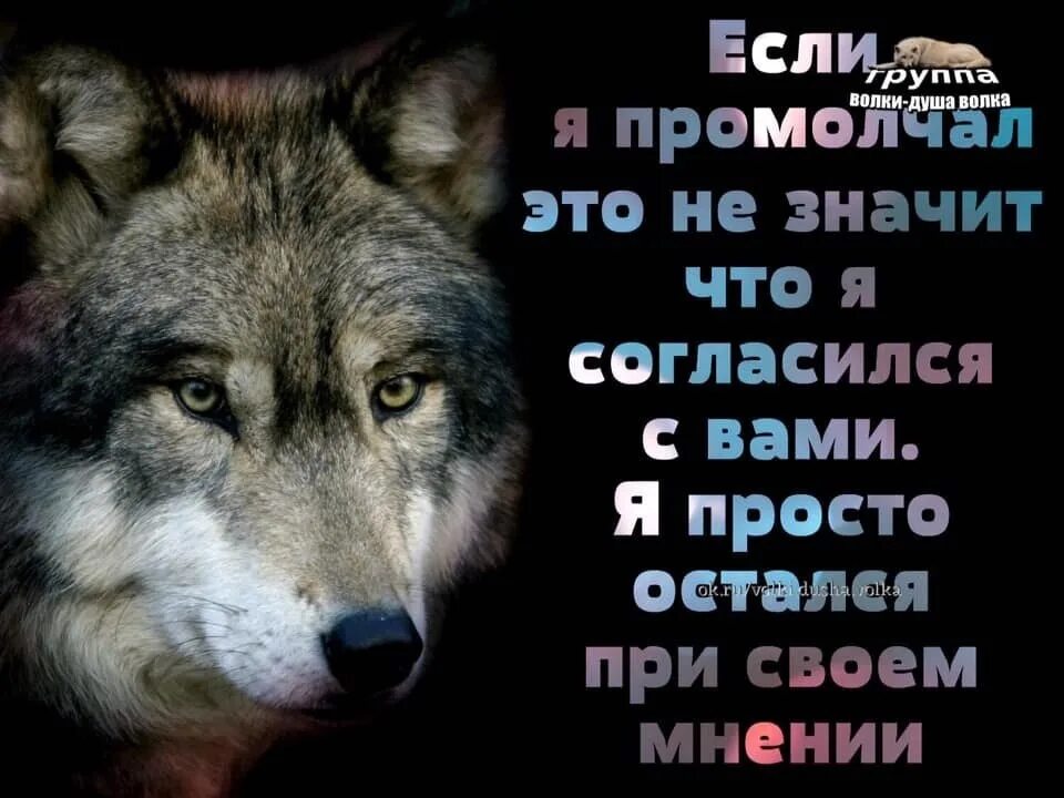 Ауф цитаты. Цитаты волка. мемы про волков с цитатами. волчьи цитаты. тупые цитаты про волка.
