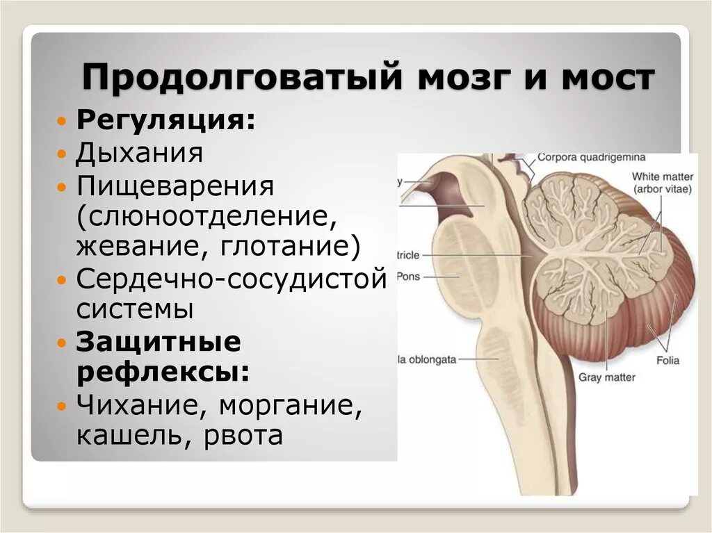 В продолговатом мозге находится нервный центр. Функции продолговатого мозга – регуляция. Продолговатый мозг строение. Продолговатый мозг и мост. Мост мозга.