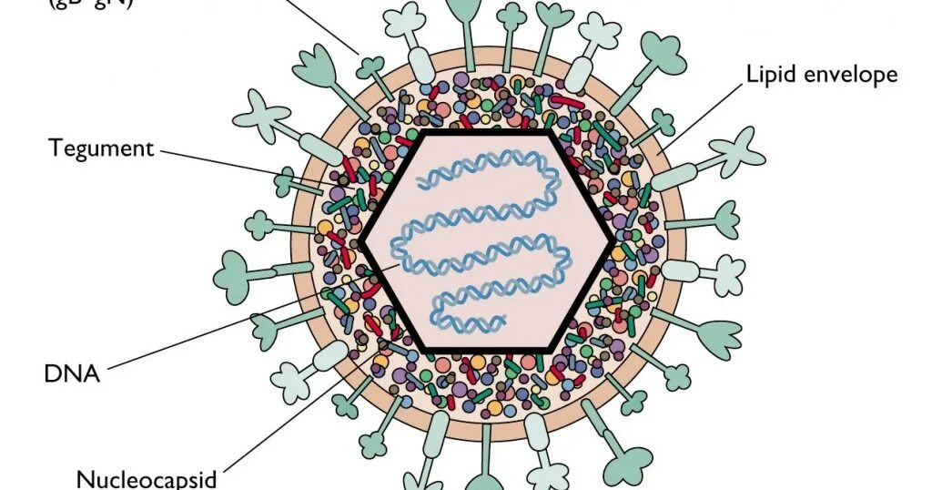 3 строение вируса. Вирус простого герпеса 1 и 2 типа строение. Герпесвирусы строение вириона. Схема строения вируса герпеса. Герпесвирусы микробиология строение.