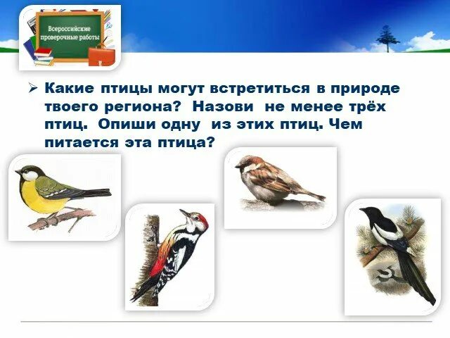 Этих двух птиц не встретишь в природе. Какие птицы могут встретиться в природе твоего региона. Какие звери или птицы могут встретиться. Какие птицы могут встретиться в природе твоего региона опиши одну. Какие звери встречаются в природе твоего региона.