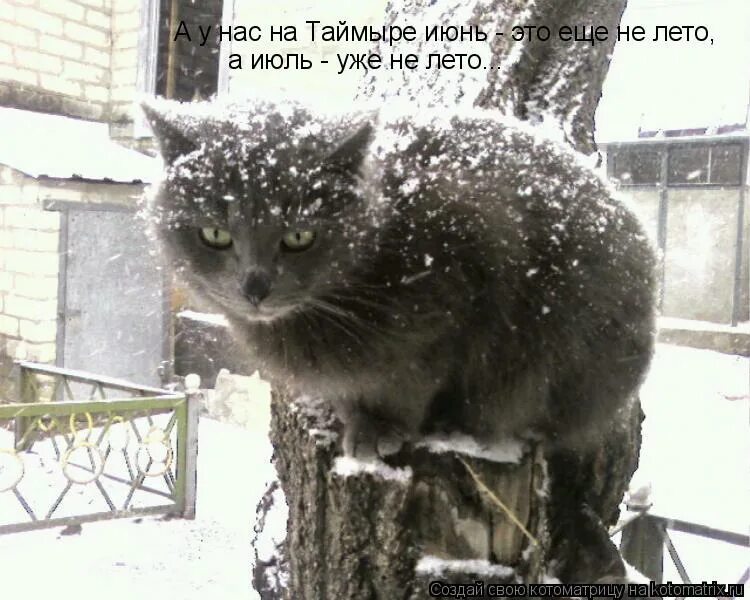 Ни вчера ни сегодня. Кот ждет весну. Опять пришла зима. А У нас снег идет в марте. Жду весну.