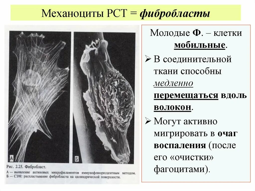 Фибробласты функции. Электронограмма фибробласты соединительной ткани. клетки соединительной ткани фибробласты. клетки соединительной ткани фибробласты выполняют функцию. функции фибробластов соединительной ткани.