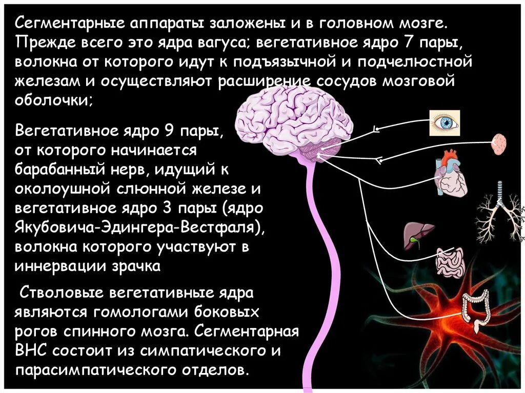 Вегетативные ядра головного мозга. Вегетативные ядра ствола мозга. Сегментарный аппарат головного мозга. Сегментарный аппарат вегетативной нервной системы. Вегетативным является ядром